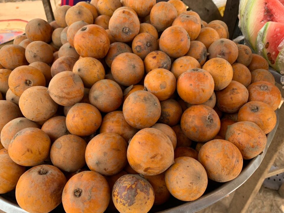 African star apple