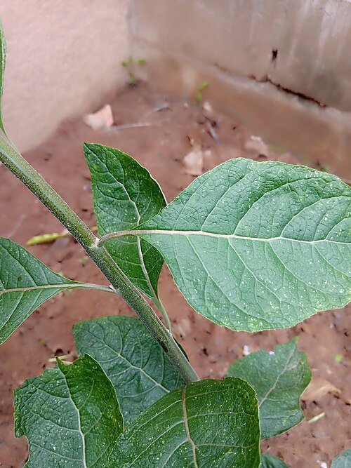 Bitterleaf (washed)