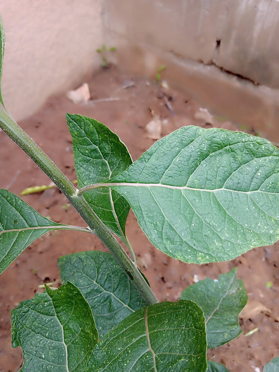 Bitterleaf (washed)