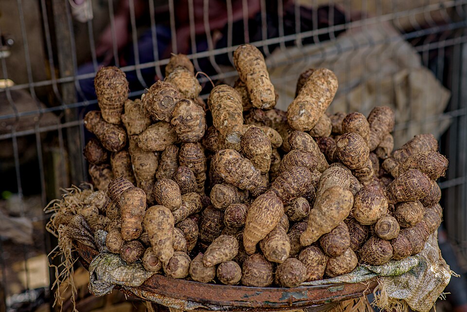 Cocoyam
