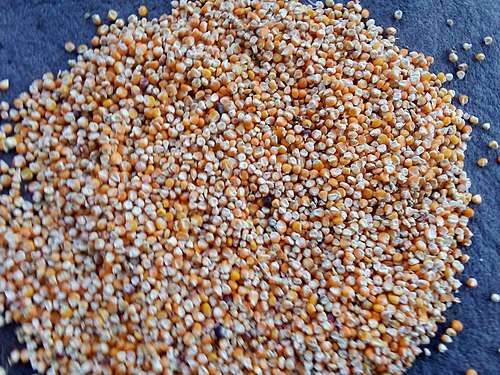 Dry corn