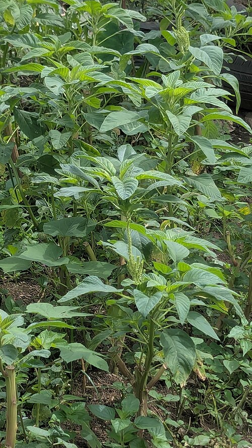 Green amaranth
