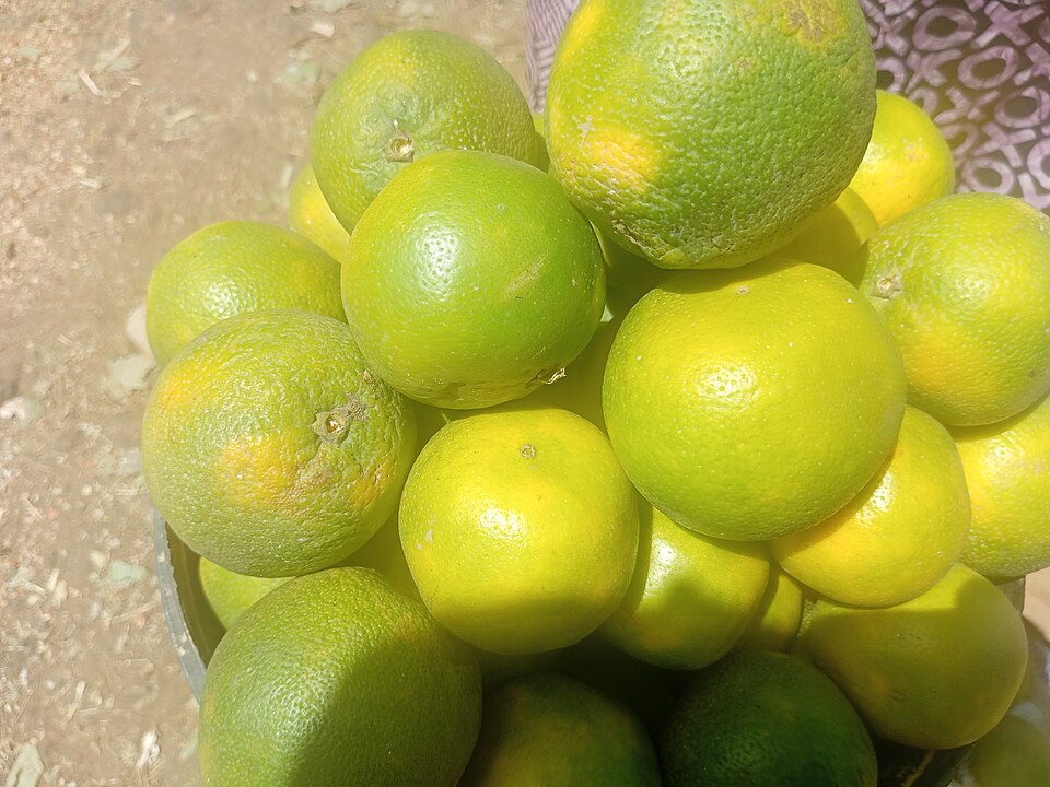Oranges