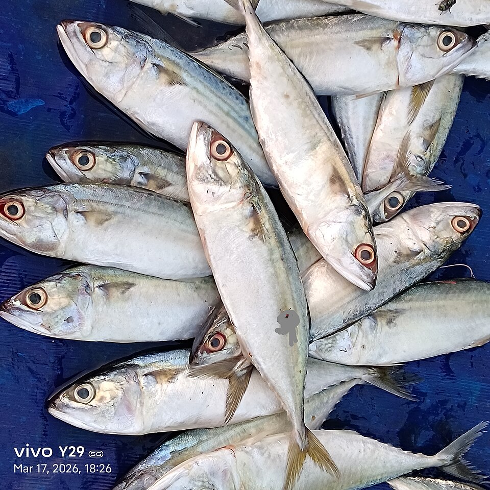 Frozen mackerel